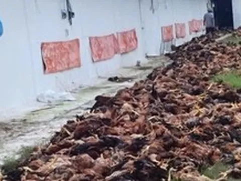 10.000 con gà nuôi chết ngạt sau khi trang trại bị chập điện