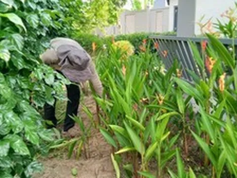 Lời khuyên để tránh rắn bò vào nhà