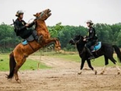 20 chiến mã Mông Cổ sau 6 năm đồng hành cùng Cảnh sát cơ động Kỵ binh Việt Nam