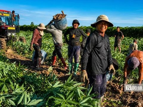 Nhộn nhịp mùa thu hoạch khoai mì trên những cánh đồng Tây Ninh
