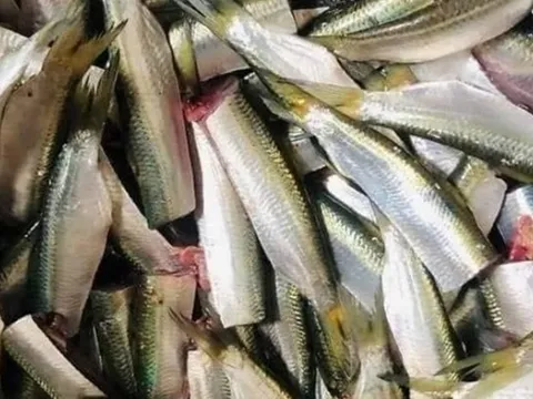 Mỹ đánh giá loại cá "tốt bậc nhất thế giới", người Việt gặp hàng ngày ngoài chợ