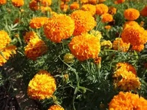 Cúc vạn thọ có thể trở thành 'siêu thực phẩm' mới?