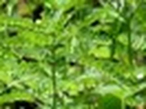 Vì sao gọi là cây chó đẻ?
