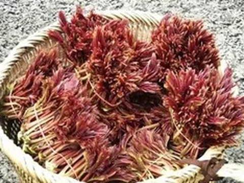 Loại cây quen thuộc ở Việt Nam được nước ngoài "săn đón", giá tới 800.000 đồng