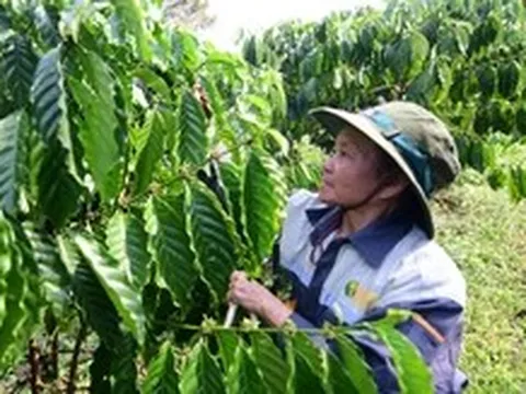 Chỉ còn 5 tháng để doanh nghiệp tuân thủ quy định chống phá rừng, cần lưu ý gì?