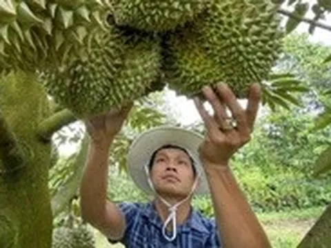 Hơn 100 doanh nghiệp Trung Quốc sang Việt Nam tìm đối tác sầu riêng