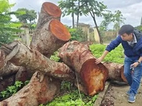 Nhiều cây xà cừ ở trụ sở xã cũ của Gia Lai bị cưa hạ bất thường