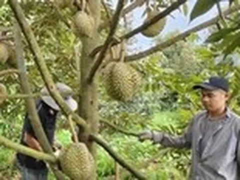 Thị trường TP.HCM 15-7: Giá cà phê Robusta tăng, Arabica giảm mạnh; sầu riêng khuyến mãi rầm rộ