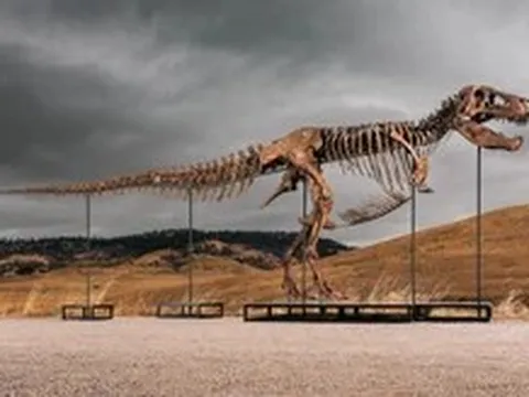 Một người ẩn danh bỏ ra 50 triệu đô mua bộ xương khủng long T-rex