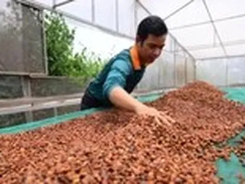 Tăng tốc đáp ứng EUDR, cà phê Việt vẫn ngóng hướng dẫn