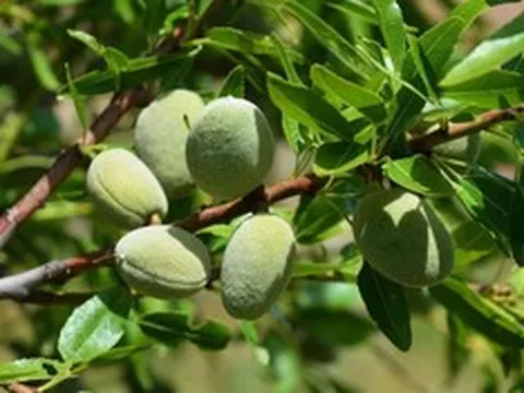 Loại hạt thuộc nhóm "tốt nhất thế giới", ở Việt Nam trồng bạt ngàn