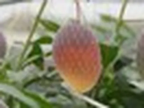 Giống xoài lạ đắt bậc nhất thế giới, mỗi cây chỉ có 5-7 quả: Đã thu hoạch lứa đầu tiên ở Việt Nam!