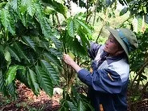 Thị trường TP.HCM 16-7: Giá cà phê tiến sát 100.000 đồng/kg, lúa mì lập đỉnh hai tháng