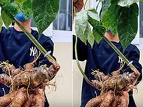 Củ tam thất mỗi ký chỉ 700 ngàn nhưng bán cả trăm triệu đồng vì 'quá giống sâm Ngọc Linh'?