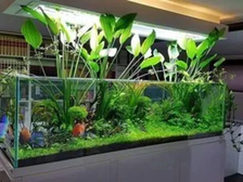 Lời khuyên cho những người thích trồng cây thủy sinh trong nhà