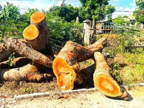Loạt cây xanh 20 năm tuổi tại trụ sở dôi dư ở Gia Lai bị đốn hạ, xã báo cáo lý do