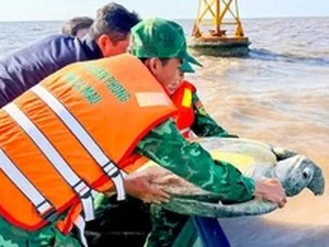 Thả con vích nặng khoảng 120kg dài gần 1m về biển Cà Mau