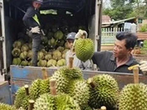 Thị trường TP.HCM 18-7: Giá cà phê bật tăng, sầu riêng khởi sắc