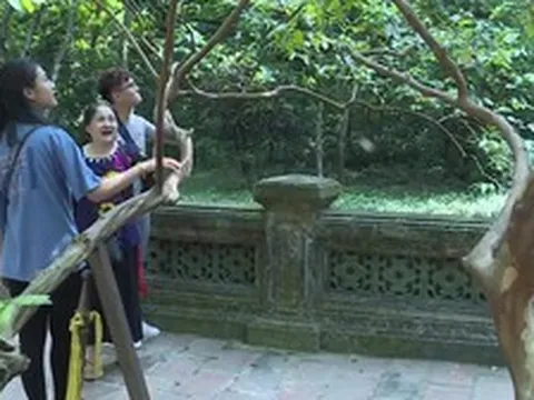 Cây ổi "biết cười” khoảng 93 tuổi ở Thanh Hóa: Biết cách gãi đúng mới chịu... cười