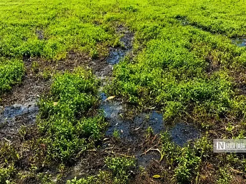 Rau màu bất ngờ cháy lá, vàng úa, nông dân Đồng Tháp mất ăn, mất ngủ