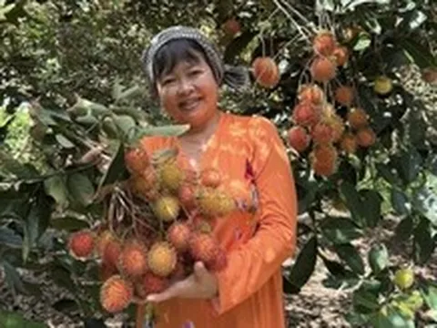 Sầu riêng, chôm chôm, măng cụt miền Tây đồng loạt rớt giá, nhà vườn than 'làm cả năm không công'
