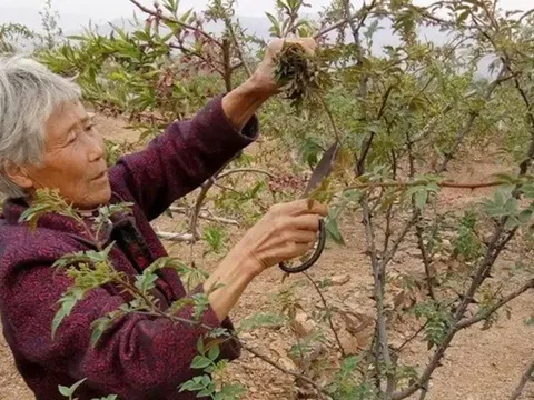 Loại cây ai cũng nghĩ chỉ lấy quả, hóa ra lá non mới là thứ "hái ra tiền"