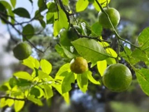 Loại quả được ca ngợi "tốt bậc nhất thế giới", ở Việt Nam trồng khắp nơi