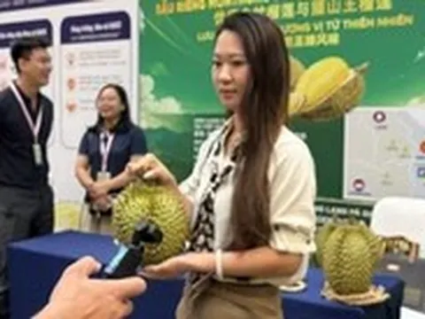 Hàng triệu đơn hàng sầu riêng Việt Nam qua sóng 'livestream' tại thị trường Trung Quốc