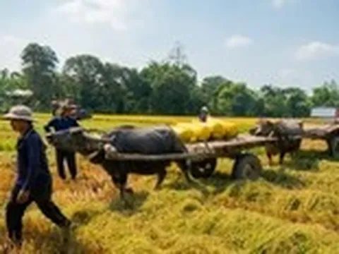 Mùa hè trên những cánh đồng xanh mướt, chôm chôm đỏ rực, măng cụt tím rịm, sơ ri đỏ au