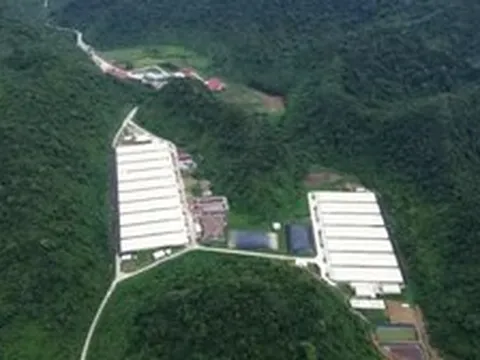 Thêm nạn nhân tử vong trong vụ tai nạn tại trại nuôi lợn ở Thanh Hóa
