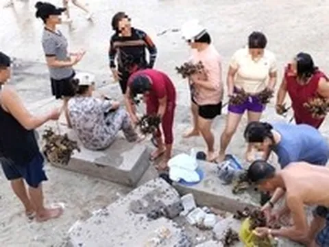 Dù có biển cấm, du khách vẫn bẻ san hô ở biển Hòn Chồng mang về