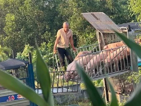 Triệt phá đường dây vận chuyển, mua bán hơn 250 tấn lợn bệnh ở Quảng Trị
