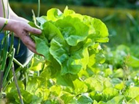Ký sinh trùng trên rau sống, ăn sao cho an toàn?