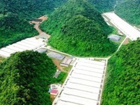 5 người tử vong trong vụ tai nạn tại trang trại nuôi lợn Dabaco Thanh Hóa