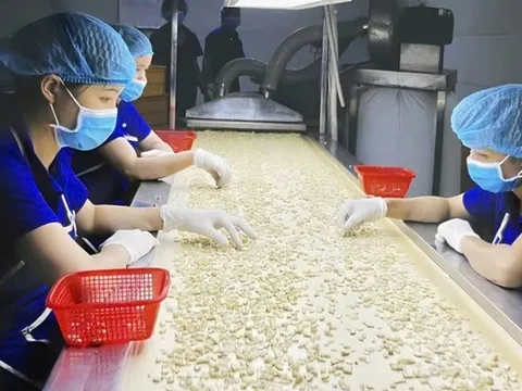 Hạt điều Việt và cuộc chuyển mình khỏi "lời nguyền gia công" - Kỳ 1: Thống lĩnh xuất khẩu, lép vế thương hiệu