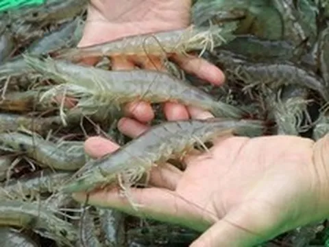 Vì sao gọi là "đắt như tôm tươi"?