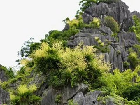 Ngắm vách đá triệu năm của vịnh Hạ Long 'nở hoa' tuyệt đẹp