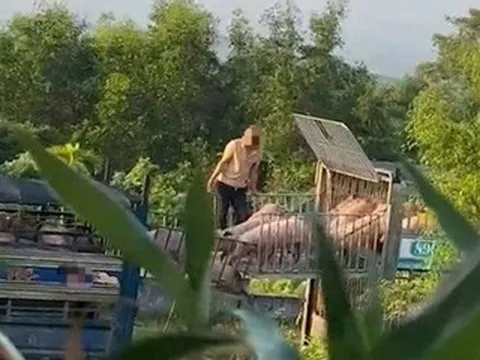 Khởi tố 6 bị can mua bán hơn 250 tấn heo nhiễm bệnh đưa về Quảng Trị tiêu thụ