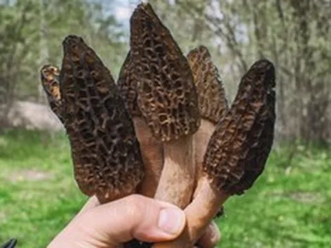 Loài cây mọc hoang ở Việt Nam, "trời Tây" bán 13 triệu đồng/kg