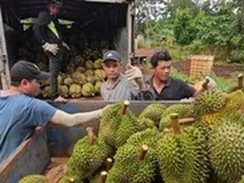 Sầu riêng vẫn là 'vua rau quả', dự báo xuất khẩu sẽ khởi sắc
