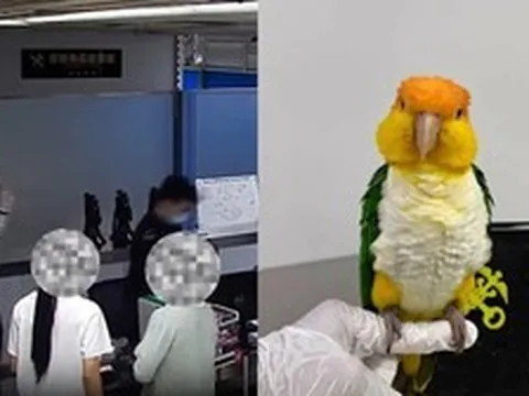 Phát hiện con vẹt sống trong quần 2 người phụ nữ ở hải quan