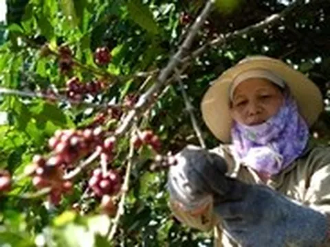 Đưa hạt Robusta Việt từ 'bán theo tấn 'sang 'bán theo ly'