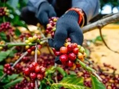 Để hạt Robusta Việt đi xa...