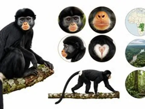 Cuộc truy vết 10 năm tại Congo: Phát hiện loài khỉ bí ẩn tuyệt đẹp đang đứng trước nguy cơ tuyệt chủng