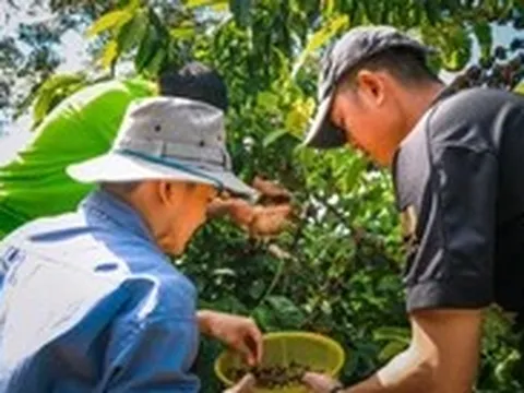 Mời bạn đọc tham gia hội thảo ‘Nâng chất Robusta Việt từ gốc’