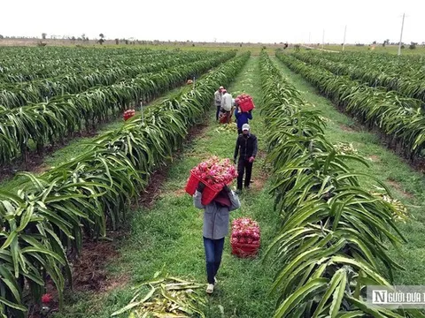 Nông sản lên máy bay phải đáp ứng những tiêu chuẩn nghiêm ngặt như thế nào?