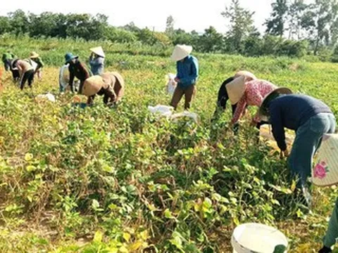 Cha mẹ mải miết tìm con trai mất tích, việc đồng áng được cả thôn thu hoạch giúp