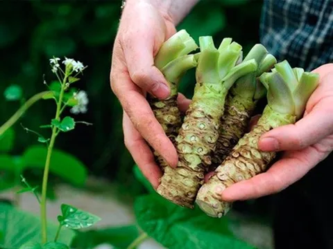 Loại củ đắt đỏ "bậc nhất thế giới", giá hơn 6 triệu đồng/kg, Việt Nam đã trồng thành công