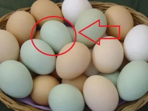 Sự thật về trứng vịt vỏ xanh và vỏ trắng không phải ai cũng biết