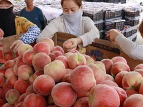 Bé trai làm hỏng 3 quả đào trong siêu thị, cách xử lý của người mẹ được khen "đáng tiền hơn mọi lớp học kỹ năng"